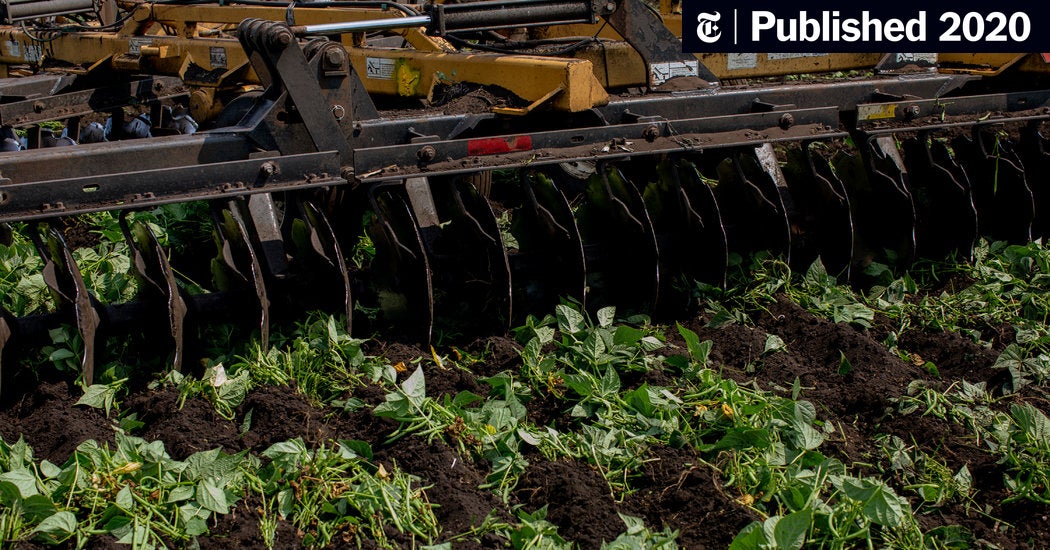 Dumped Milk, Smashed Eggs, Plowed Vegetables: Food Waste of the Pandemic (Published 2020)