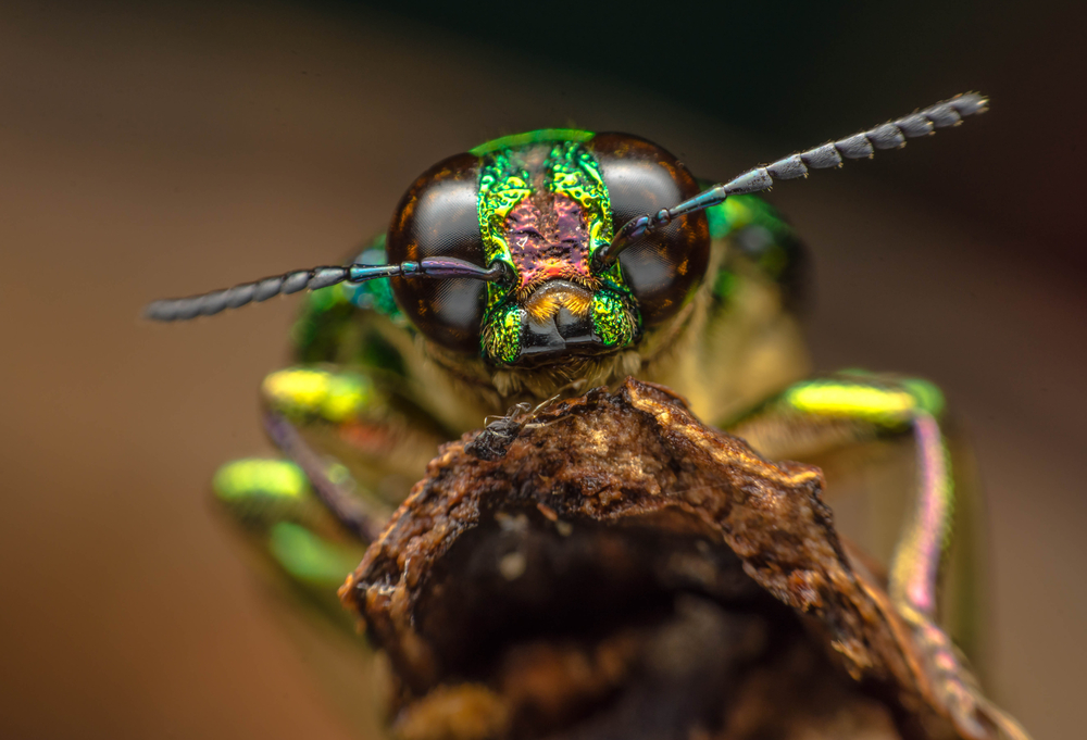 Bericht zur Lage der Natur: Einem Drittel der Tierarten in Deutschland geht es schlecht | Euractiv DE